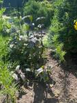Plant name: Beardtongue Penstemon digitalis cv. Onyx and Pearls